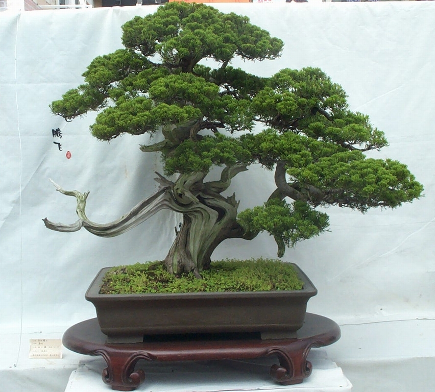 辰